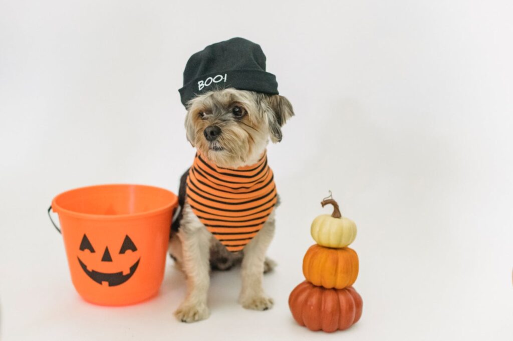 halloween hond verkleden met pompoen