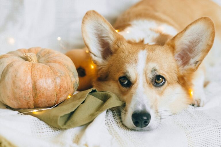 fotoshoot hond voor halloween