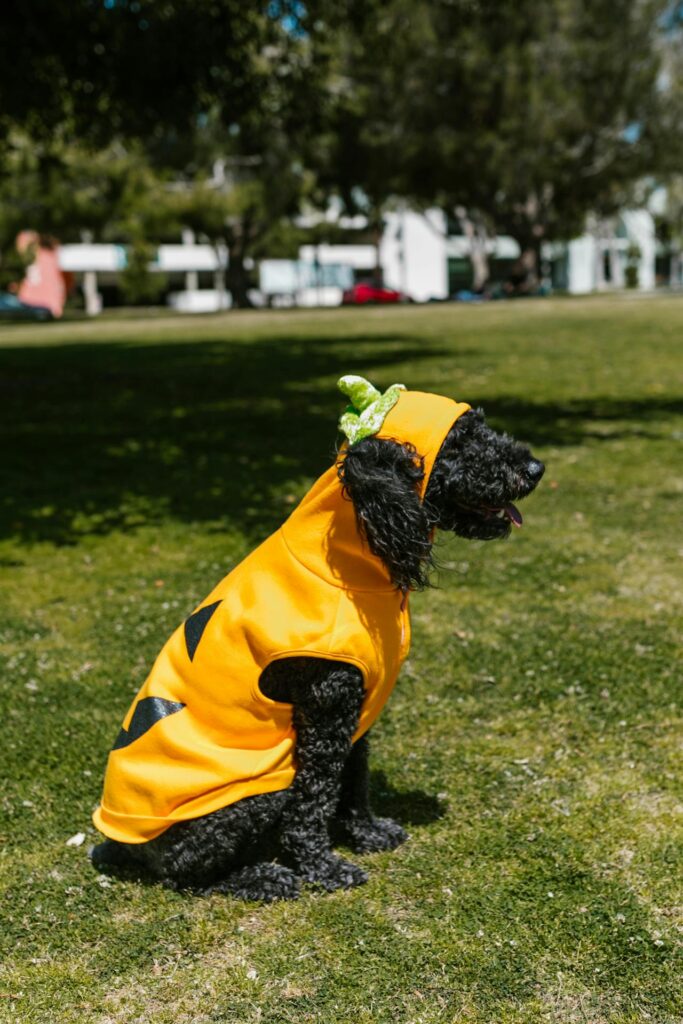 halloween kostuum hond als pompoen