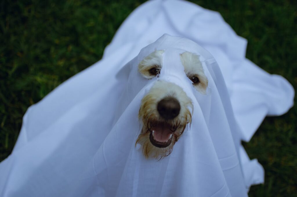 halloween kostuum hond als spook