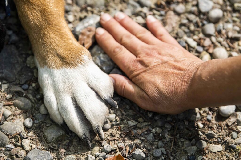 mens en hond steun