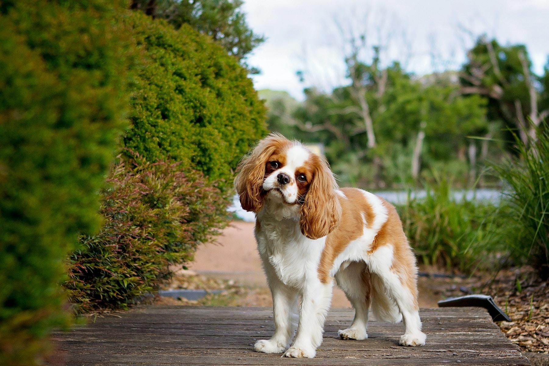 Cavalier King Charles spani l Rasgids Vizslas be