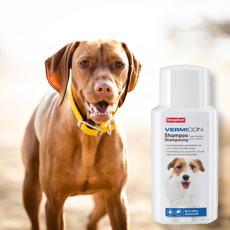 Vlooien bij je vizsla? Zo krijg je ze weg (preventief + bestrijden)